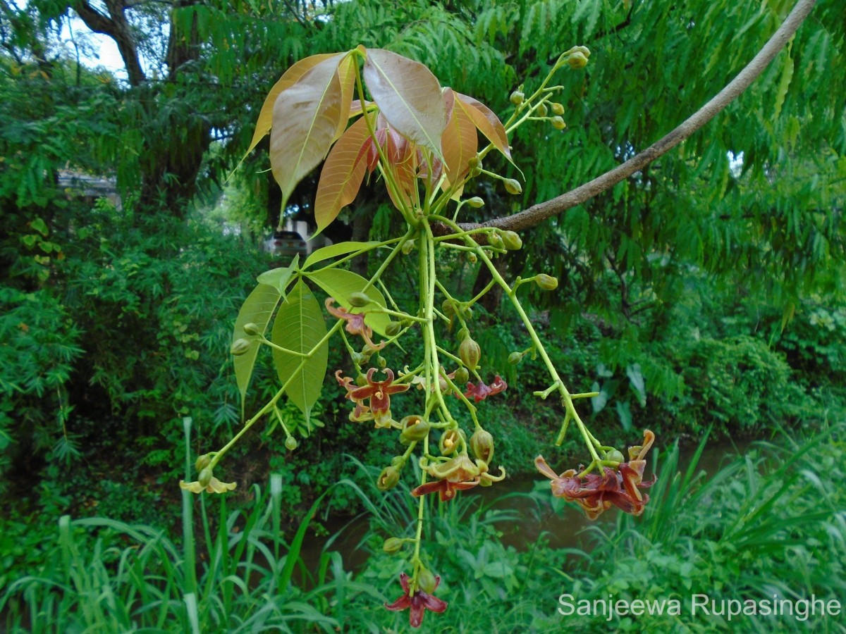 Sterculia foetida L.